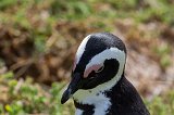 Closeup on African Penguin
