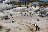 African Penguins Rookery