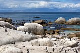 African Penguins Colony at Boulders Beach