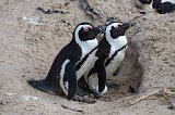 Couple of African Penguins Nesting
