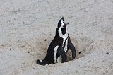 Couple of African Penguins Nesting at Boulders Beach