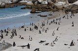 African Penguins Colony