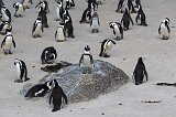 African Penguins Rookery