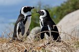Two African Penguins at Boulders Beach