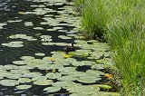  Duck and Yellow Water Lilies, Lake Vorderer Schwendisee, Wildhaus, St. Gallen, Switzerland