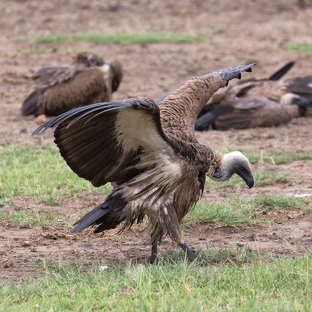 White-Backed Vulture, Lake Manyara National Park, Tanzania | Lake Manyara National Park, Tanzania (IMG_8662.jpg)