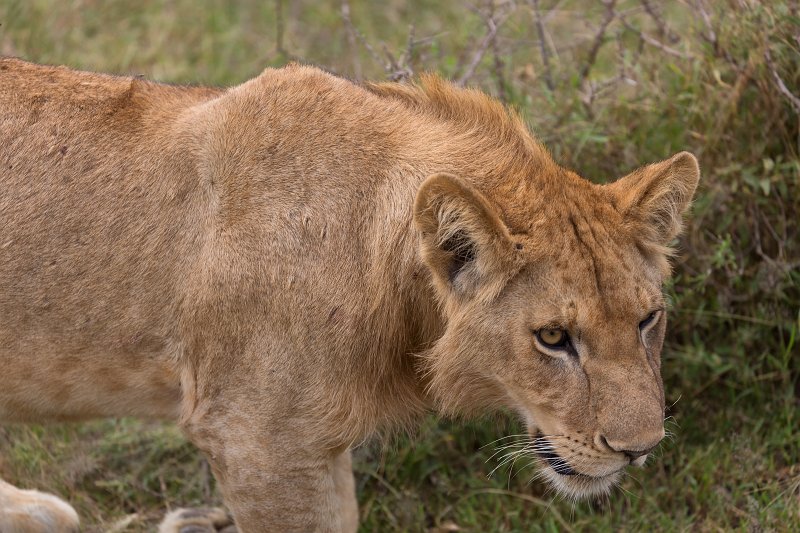 Masai Lioness, Lake Ndutu Area, Ngorongoro Conservation Area, Tanzania | Ndutu Area - Ngorongoro Conservation Area, Tanzania (IMG_9860.jpg)