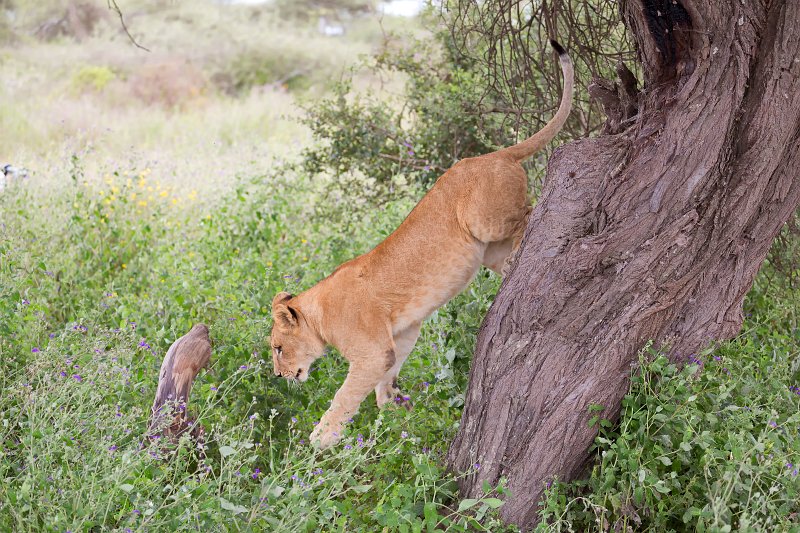 Young Masai Lion Jumping off a Tree, Lake Ndutu Area, Tanzania | Ndutu Area - Ngorongoro Conservation Area, Tanzania (IMG_9920.jpg)