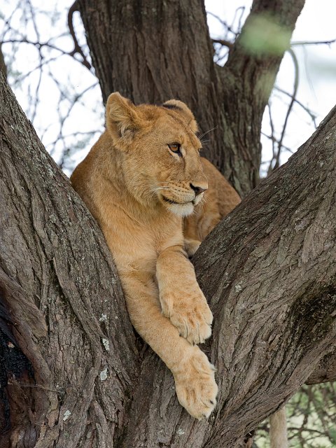 Young Masai Lion on a Tree, Lake Ndutu Area, Ngorongoro Conservation Area, Tanzania | Ndutu Area - Ngorongoro Conservation Area, Tanzania (IMG_9926.jpg)