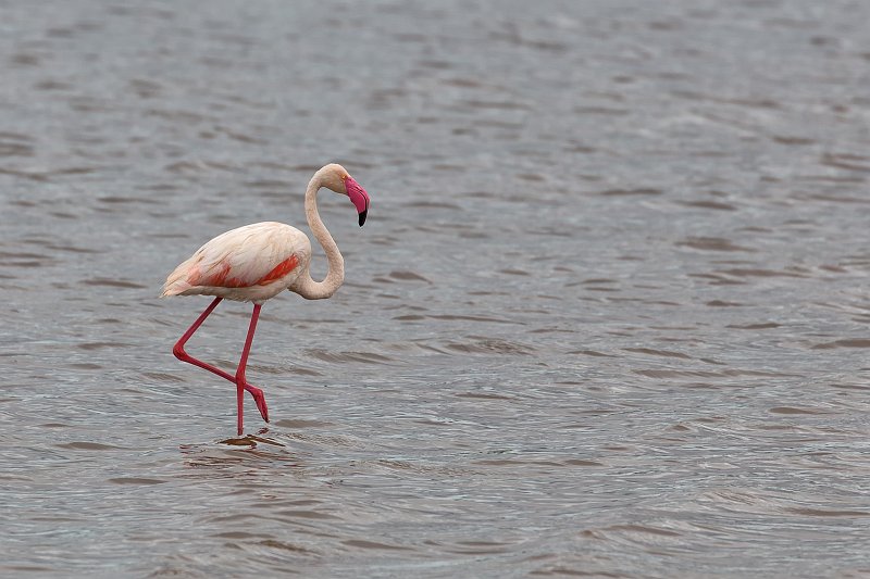 Greater Flamingo, Lake Ndutu, Ngorongoro Conservation Area, Tanzania | Ndutu Area - Ngorongoro Conservation Area, Tanzania (IMG_9959.jpg)