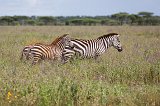 Grant's Zebras, Lake Ndutu Area, Ngorongoro Conservation Area, Tanzania 