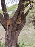 Young Masai Lion on a Tree, Lake Ndutu Area, Ngorongoro Conservation Area, Tanzania
