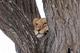 Young Masai Lion on a Tree, Lake Ndutu Area, Tanzania