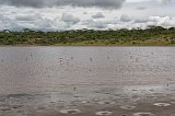 Greater Flamingos, Lake Ndutu, Ngorongoro Conservation Area, Tanzania
