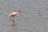 Greater Flamingo, Lake Ndutu, Ngorongoro Conservation Area, Tanzania