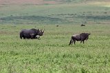 Two Black Rhinos and Wildebeest, Ngorongoro Crater, Tanzania