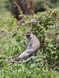 Vervet (Black-Faced) Monkey, Ngorongoro Crater, Tanzania