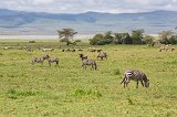 Grant's Zebras and Wildebeests, Ngorongoro Crater, Tanzania