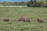 Female Warthog and Babies, Ngorongoro Crater, Tanzania