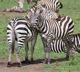 Grant's Zebras, Ngorongoro Crater, Tanzania