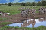 Grant's Zebras and Reflection, Ngorongoro Crater, Tanzania