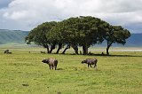 African Buffalos and Ficus Thonningii Trees, Ngorongoro Crater, Tanzania