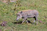 Baby Warthog, Ngorongoro Crater, Tanzania