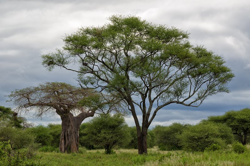 Baobab and Acacia Trees, Tarangire National Park, Tanzania | Tarangire National Park, Tanzania (IMG_7914.jpg)
