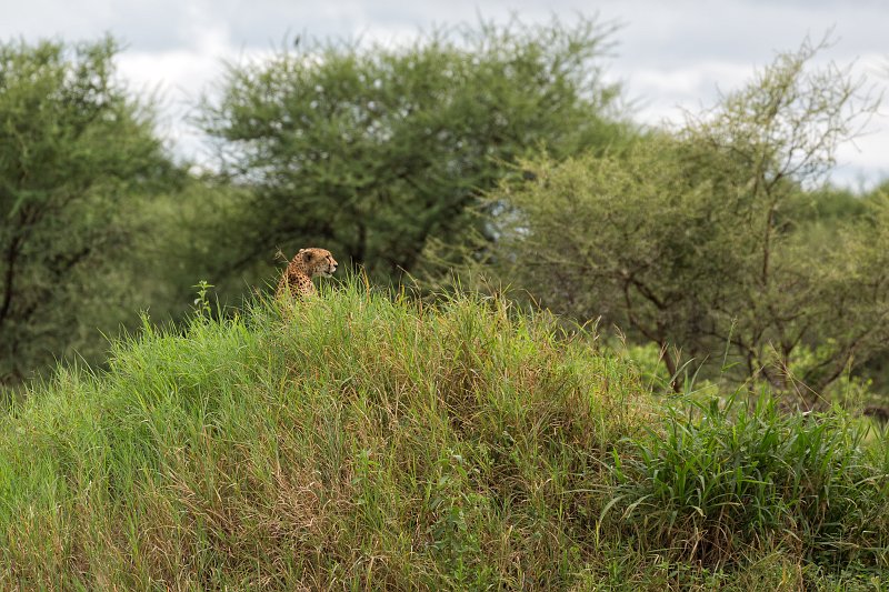 Female Tanzanian Cheetah, Tarangire National Park, Tanzania | Tarangire National Park, Tanzania (IMG_7916.jpg)
