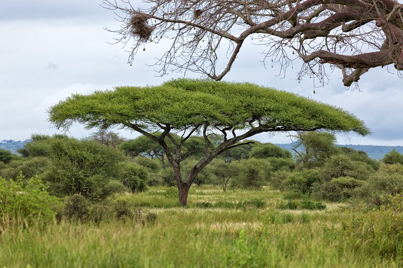  Acacia Tree (Umbrella Tree), Tarangire National Park, Tanzania | Tarangire National Park, Tanzania (IMG_7939.jpg)