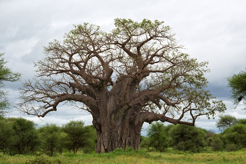 Baobab Tree, Tarangire National Park, Tanzania | Tarangire National Park, Tanzania (IMG_7945.jpg)