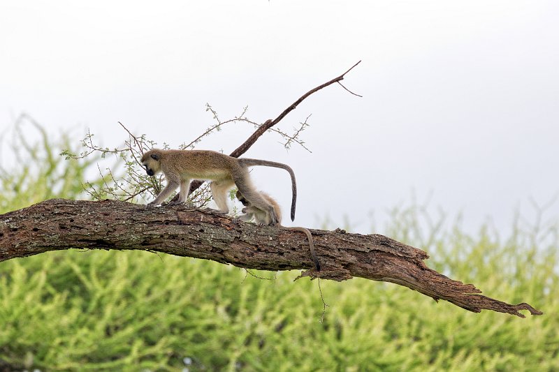 Vervet (Black Faced) Monkeys, Tarangire National Park, Tanzania | Tarangire National Park, Tanzania (IMG_7953.jpg)