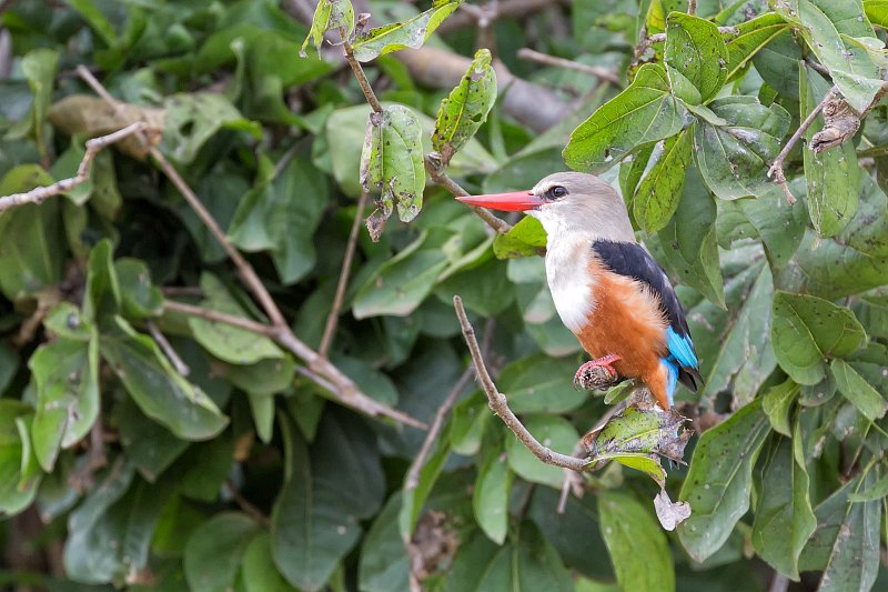 Grey-Headed Kingfisher, Tarangire National Park, Tanzania | Tarangire National Park, Tanzania (IMG_7993.jpg)