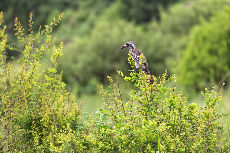 African Grey Hornbill, Tarangire National Park, Tanzania | Tarangire National Park, Tanzania (IMG_7994.jpg)
