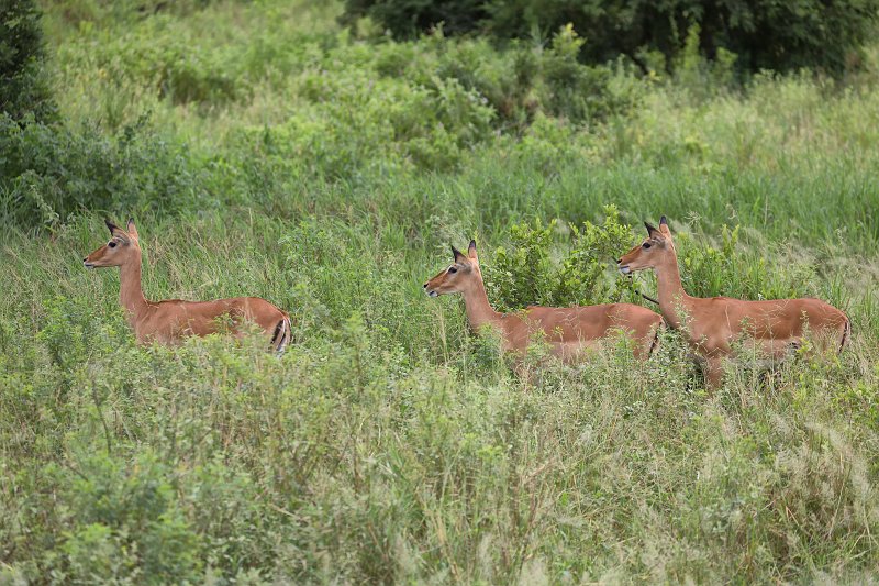 Female Impalas, Tarangire National Park, Tanzania | Tarangire National Park, Tanzania (IMG_8018.jpg)