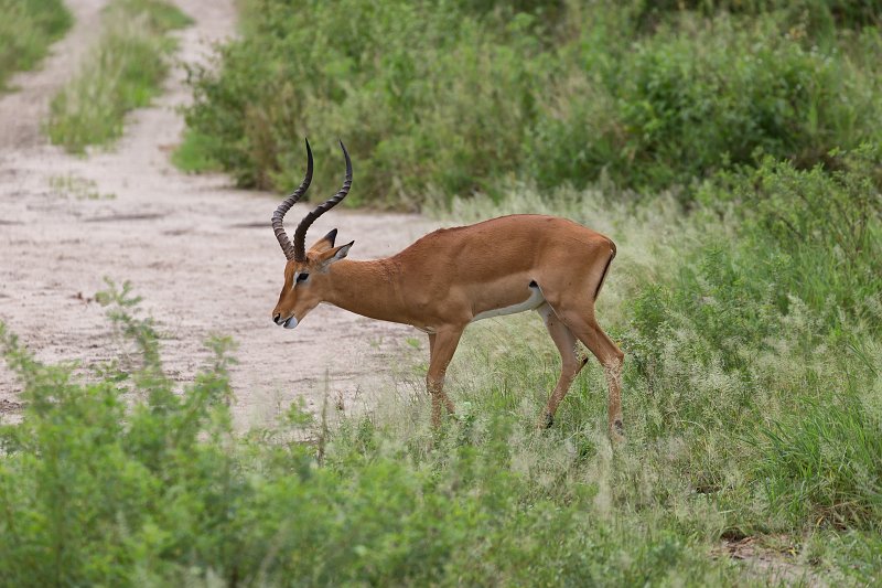 A Male Impala, Tarangire National Park, Tanzania | Tarangire National Park, Tanzania (IMG_8026.jpg)