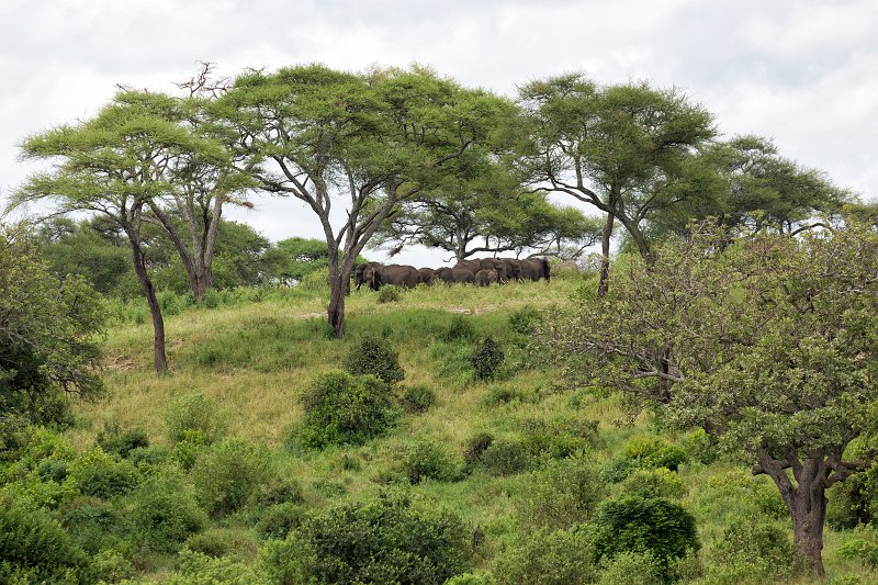 African Bush Elephants, Tarangire National Park, Tanzania | Tarangire National Park, Tanzania (IMG_8039.jpg)