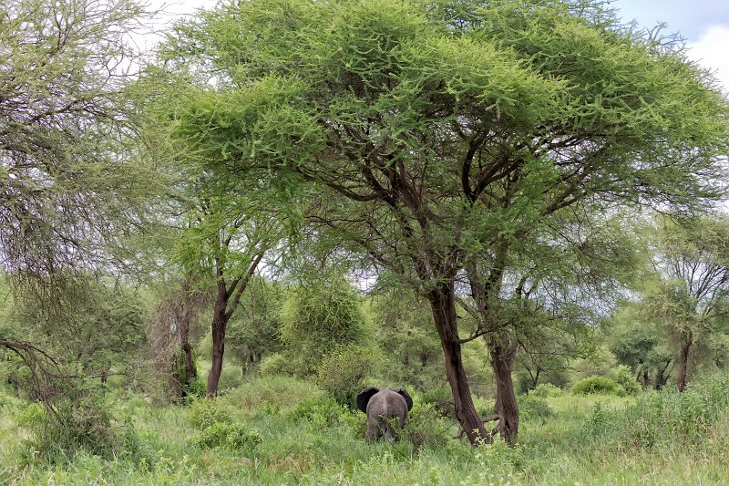 African Bush Elephant, Tarangire National Park, Tanzania | Tarangire National Park, Tanzania (IMG_8043.jpg)