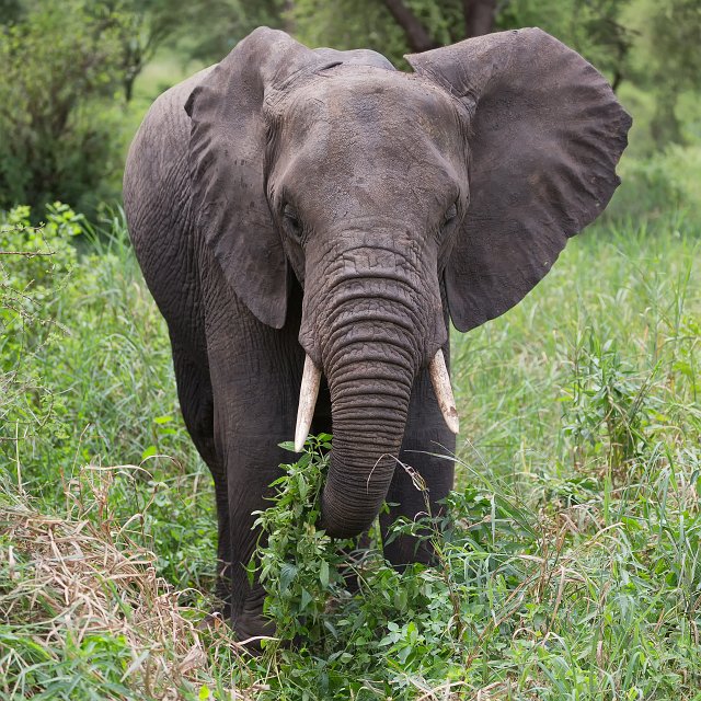 African Bush Elephant, Tarangire National Park, Tanzania | Tarangire National Park, Tanzania (IMG_8055.jpg)