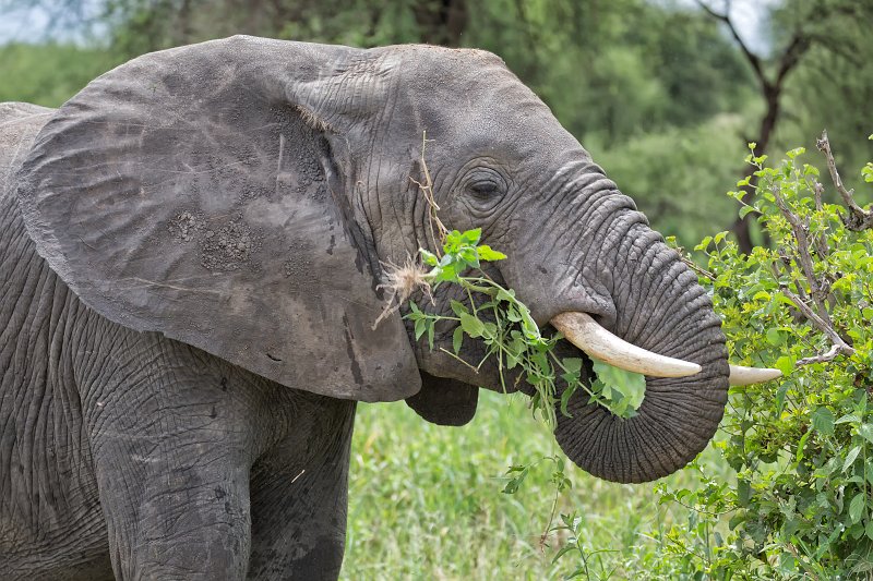 Head of an African Bush Elephant, Tarangire National Park, Tanzania | Tarangire National Park, Tanzania (IMG_8065.jpg)