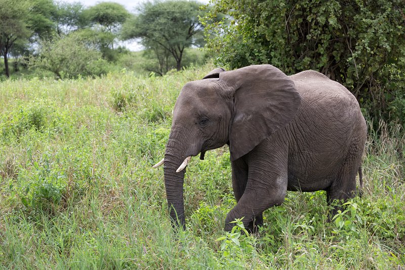 African Bush Elephant, Tarangire National Park, Tanzania | Tarangire National Park, Tanzania (IMG_8066.jpg)