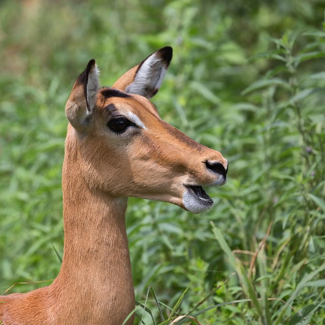 Head of a Female Impala, Tarangire National Park, Tanzania | Tarangire National Park, Tanzania (IMG_8076.jpg)