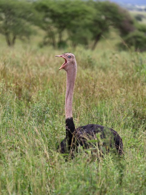 Masai Ostrich, Tarangire National Park, Tanzania | Tarangire National Park, Tanzania (IMG_8119.jpg)