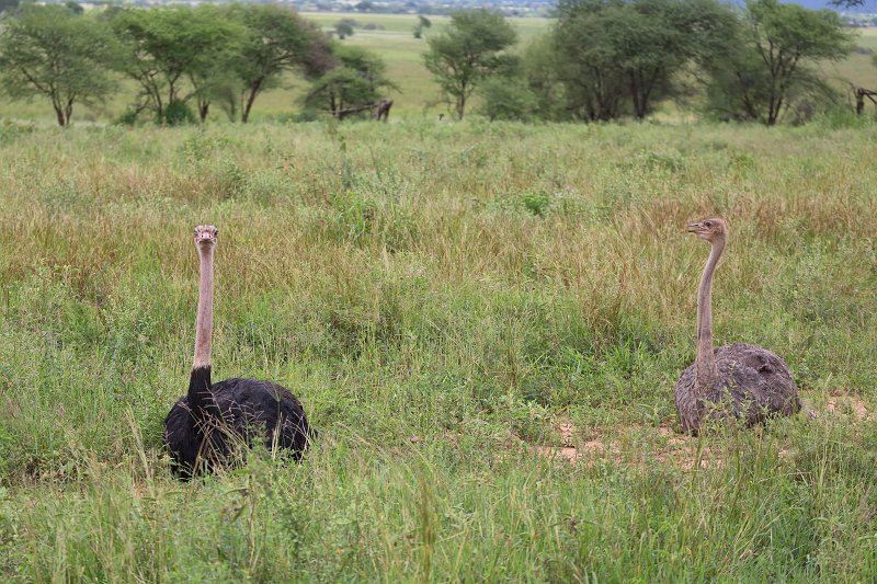 Two Masai Ostriches, Tarangire National Park, Tanzania | Tarangire National Park, Tanzania (IMG_8124.jpg)