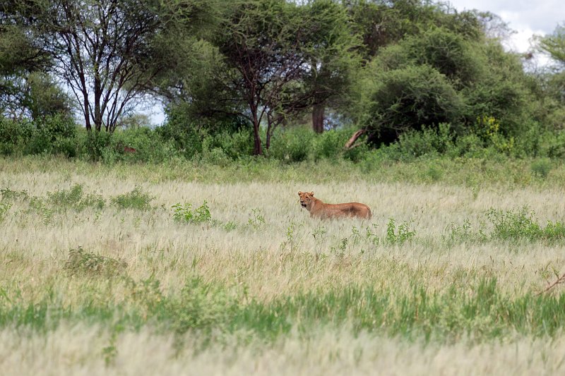 Lioness, Tarangire National Park, Tanzania | Tarangire National Park, Tanzania (IMG_8135.jpg)