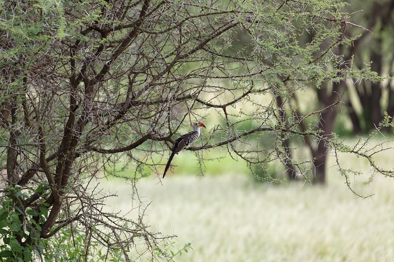 Red-Billed Hornbill, Tarangire National Park, Tanzania | Tarangire National Park, Tanzania (IMG_8151.jpg)