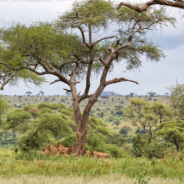 A Pride of Lions, Tarangire National Park, Tanzania | Tarangire National Park, Tanzania (IMG_8157.jpg)