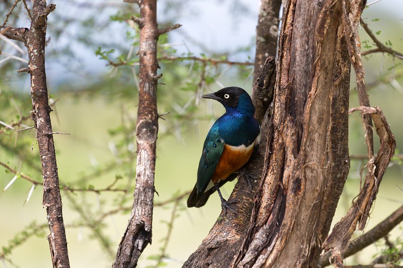 Superb Starling, Tarangire National Park, Tanzania | Tarangire National Park, Tanzania (IMG_8160.jpg)