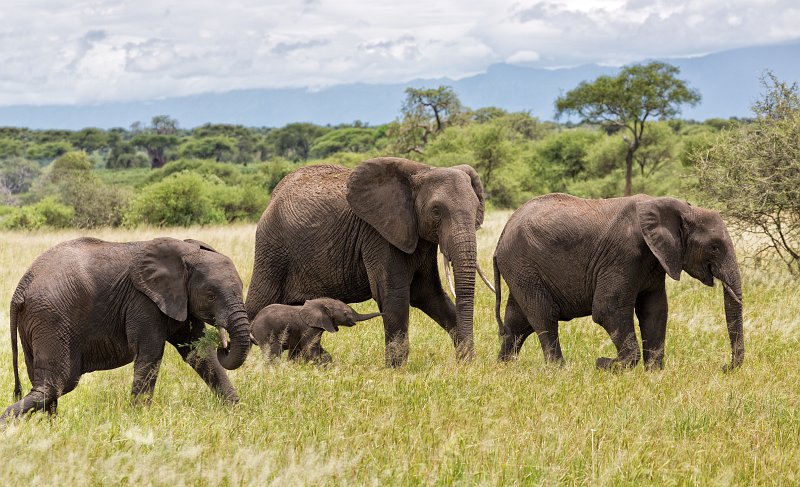 African Bush Elephants, Tarangire National Park, Tanzania | Tarangire National Park, Tanzania (IMG_8174_78.jpg)