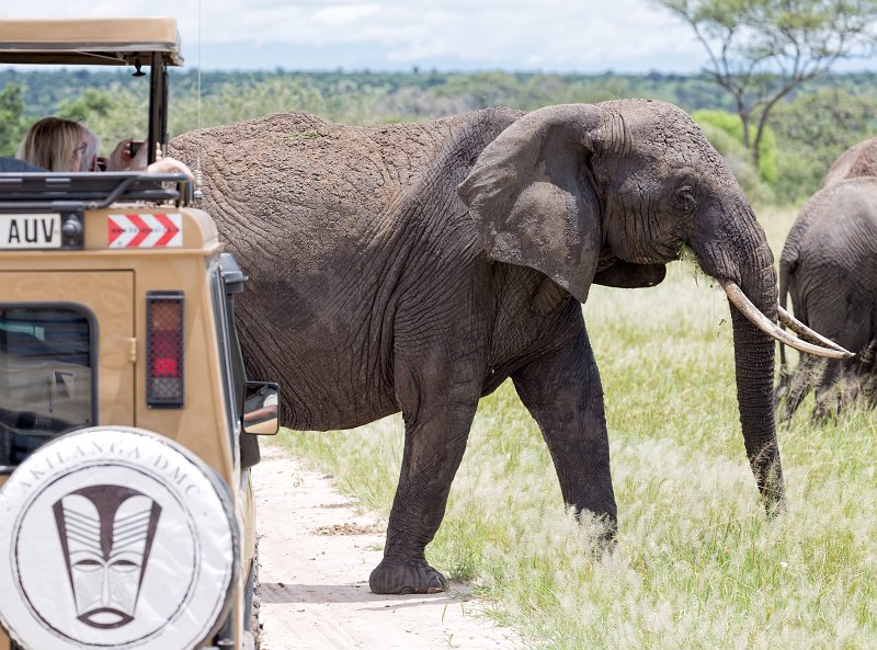 Elephants Crossing the Road, Tarangire National Park, Tanzania | Tarangire National Park, Tanzania (IMG_8176.jpg)